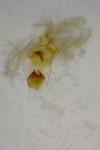 Aethes margarotana