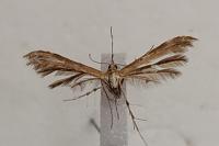 Oxyptilus laetus