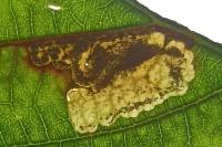 Ectoedemia erythrogenella