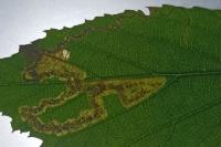Stigmella aurella