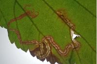 Stigmella aurella