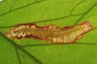 Coptotriche marginea