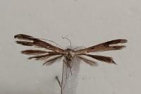 Stenoptilia bipunctidactyla