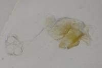Aproaerema anthyllidella