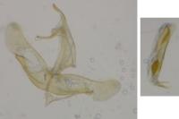 Apatema mediopallidum