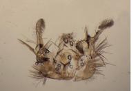 Celypha lacunana