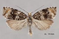 Celypha lacunana