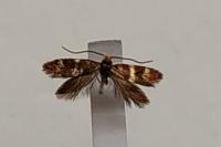 Micropterix aglaella