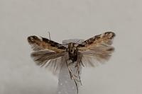 Aristotelia billii