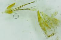 Monopis nigricantella