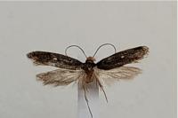 Monopis nigricantella