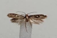 Monopis crocicapitella