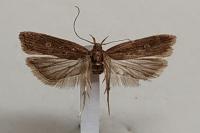 Helcystogramma triannulella