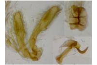 Procapperia maculatus
