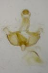 Coleophora ochrea