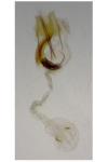 Coleophora vestianella