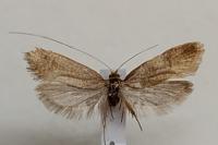 Nematopogon swammerdamella