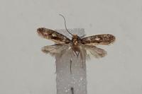 Monopis crocicapitella