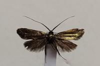 Adela reaumurella