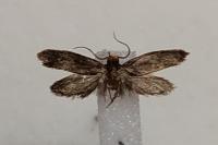 Cephimallota crassiflavella