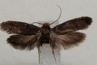 Cephimallota crassiflavella