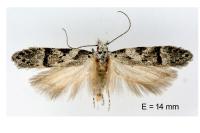 Recurvaria thomeriella