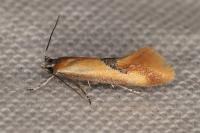 Batia lambdella