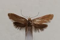 Crassa unitella