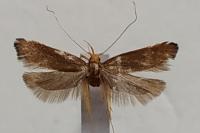 Eurodachtha pallicornella