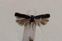 Aproaerema anthyllidella