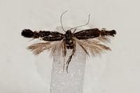 Aproaerema anthyllidella