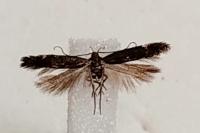 Aproaerema anthyllidella