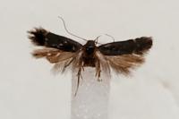 Aproaerema patruella