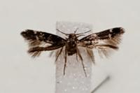 Mompha subbistrigella