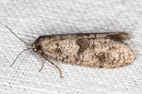 Penestoglossa dardoinella