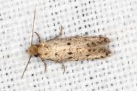 Ateliotum petrinella