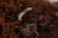Incurvaria pectinea
