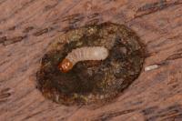 Incurvaria pectinea