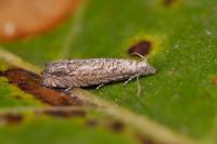 Selania resedana