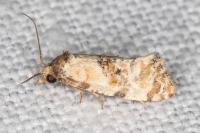 Neocochylis molliculana