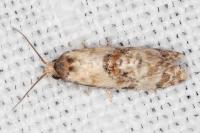 Neocochylis molliculana