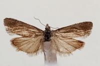 Eucosma cumulana