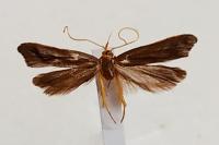 Eurodachtha pallicornella