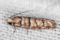Pseudococcyx tessulatana