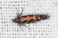 Aristotelia ericinella
