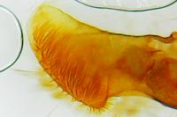 Eucosma cumulana