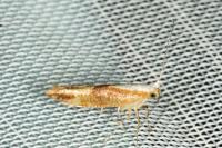 Argyresthia albistria