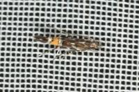 Cosmopterix pulchrimella