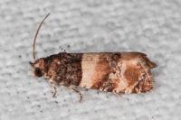 Lobesia bicinctana