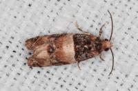 Lobesia bicinctana